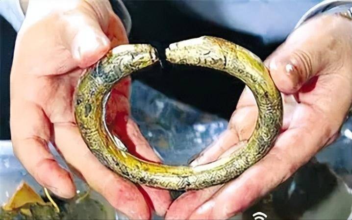 船身800年未腐宝藏价值3000亿美金AG真人国际中国斥资3亿打捞南海一号(图6)